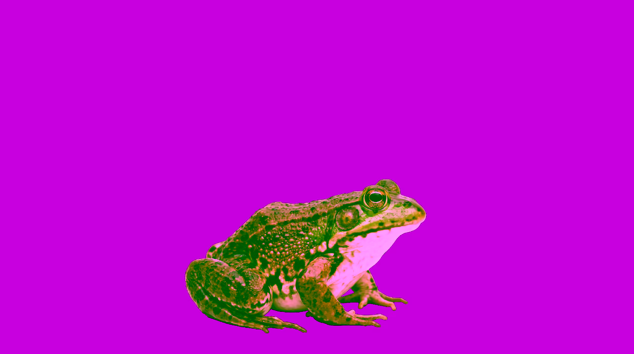 Frog image